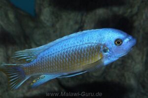 Labeotropheus fuelleborni 'Katale Island'
